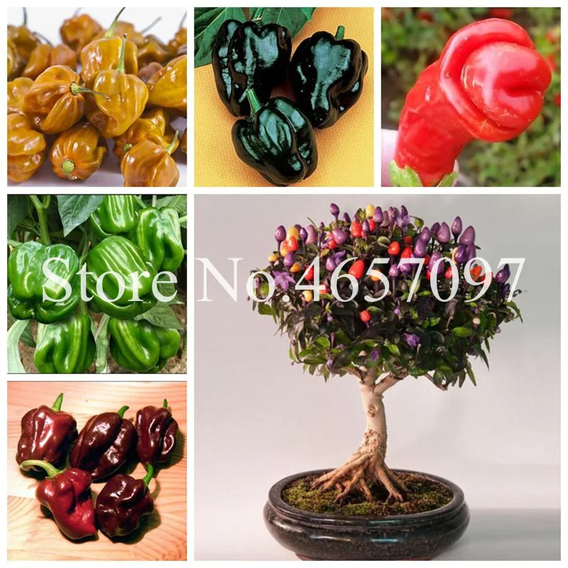 

500 Pcs Giant Sweet Pepper Bonsai Easy Growing Paprika Chili Plants DIY Family Garden Vegetable Organic Chile Outdoor Plant