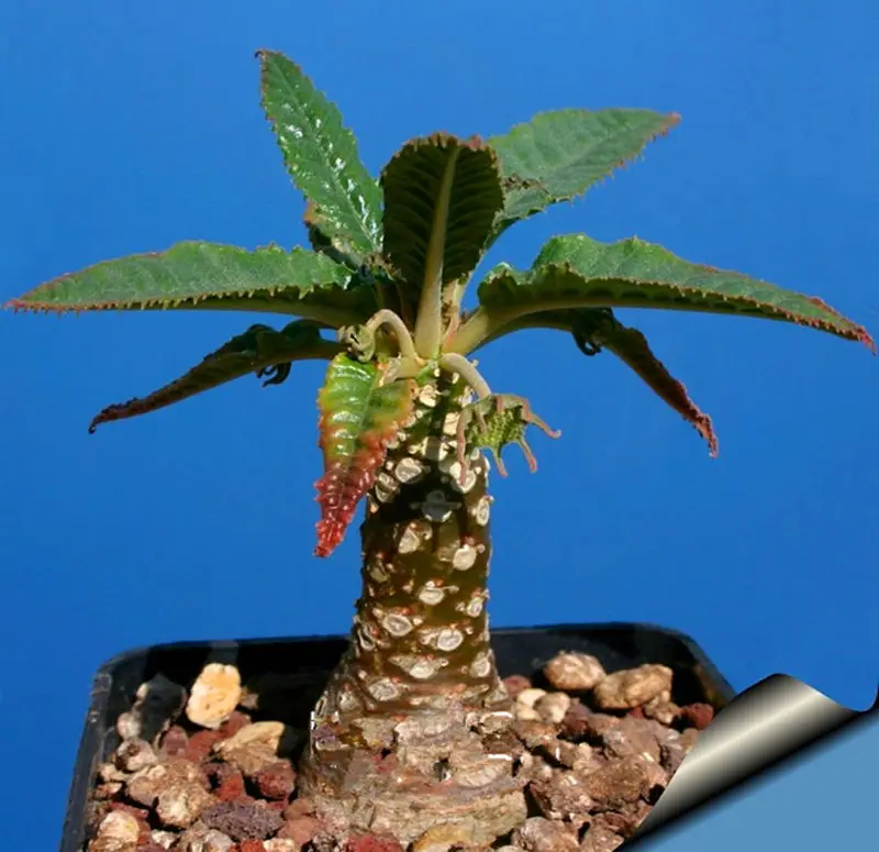 

100pcs/bag Best rare Cactus Flower bonsai giant shape heat tolerant Succulent Perennial plant De Flowers