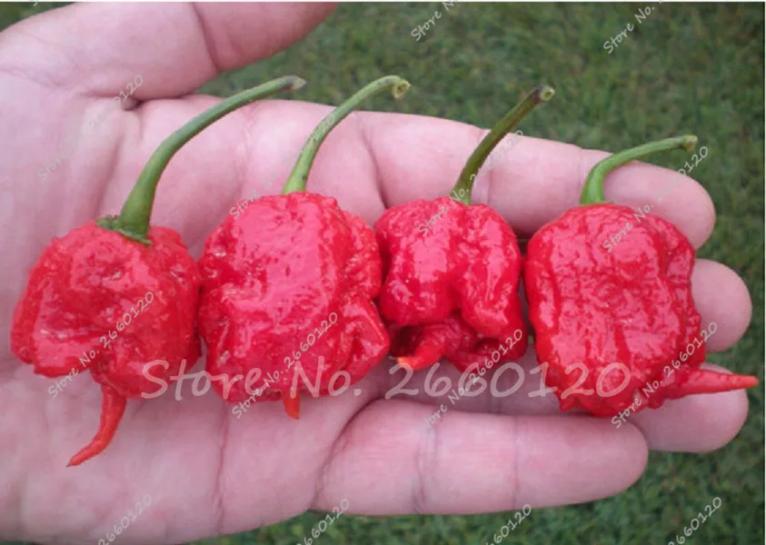 

Rare Red "Carolina Reaper" Genuine Fresh Pepper (Hot Chilli ) Organic Vegetable Bonsai for Flower Pot Planter 100 pcs / bag