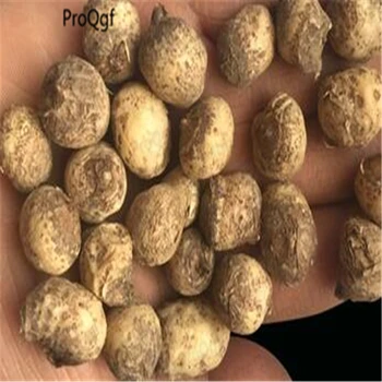 

Prodgf 20Pcs A Set Pinellia ternata