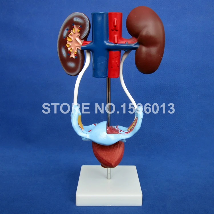 HOT Female Urogenital System Model, Anatomical Model of Urinary System,Genital System Teaching Model