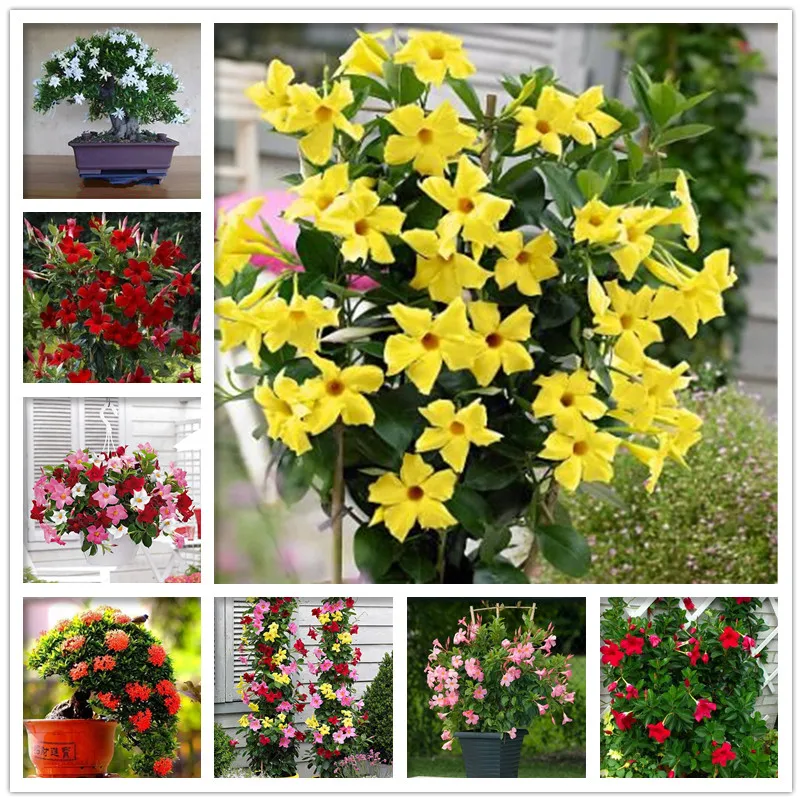 

100 pcs Bonsai Jasmines plants Sweet Soul Jasmine flower plants Bonsai Plants Semente Flor Home & Garden Flowers DIY Home Garden