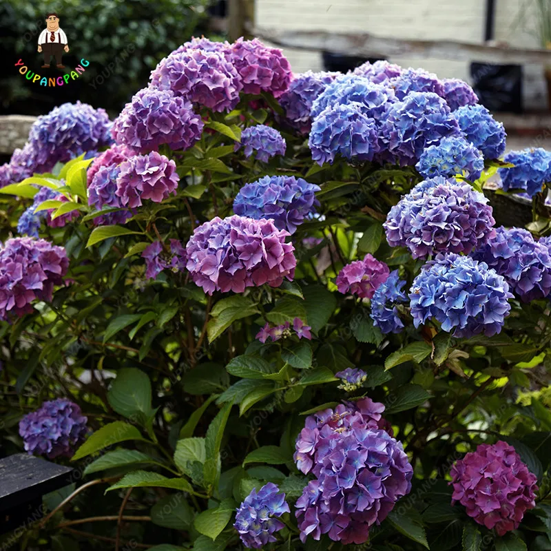 30pcs Bonsai Mixed Hydrangea Paniculata Vanilla Fraise Strawberry