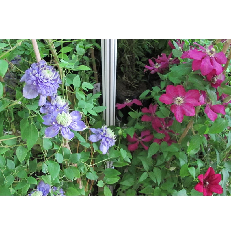 Клематис Купить Интернет Магазин Почтой