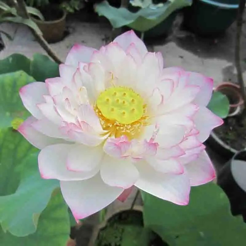 

5 / pack, Nelumbo Nucifera China Beautiful Lotus Pad Flower Pond
