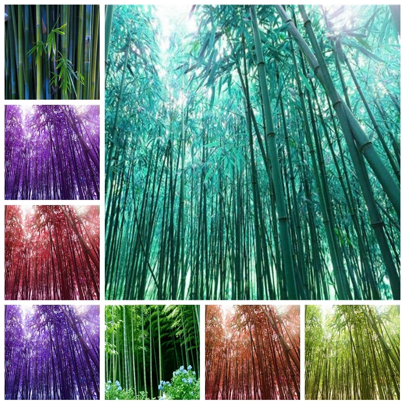 Baru Berwarna Warni Bambu Bonsai Outdoor Moso Tanaman Pohon