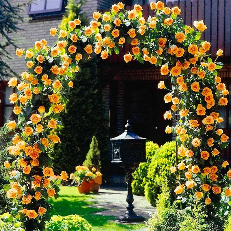 200 шт. Китай Восхождение Роуз Seedsflower висит лианы Rosas раран цветок Semillas de Flores бонсай растений украшения сада 200 шт. Китай Восхождение Роуз Seedsflower висит лианы Rosas раран цветок Semillas de Flores бонсай растений украшения сада