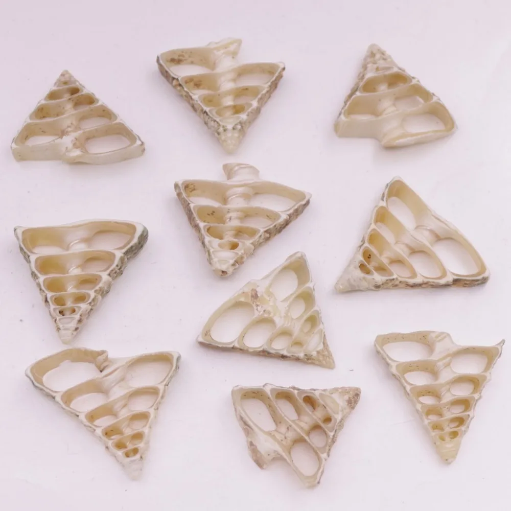 

10 PCS 30mm-35mm Conch Shell Natural White Mother of Pearl Charms Pendants