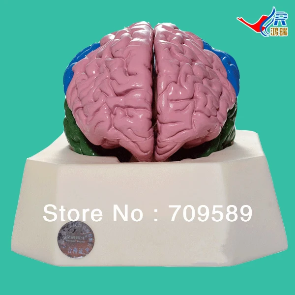 

ISO Deluxe Brain Lobe Model, Brain Anatomical Model