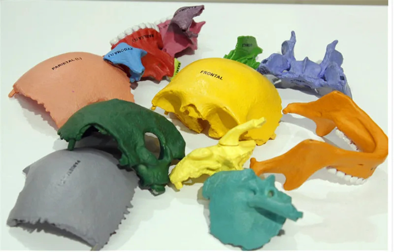 4D цветная человеческая Дидактическая Взрывная модель черепа, медицинская научная модель скелета, собранная модель