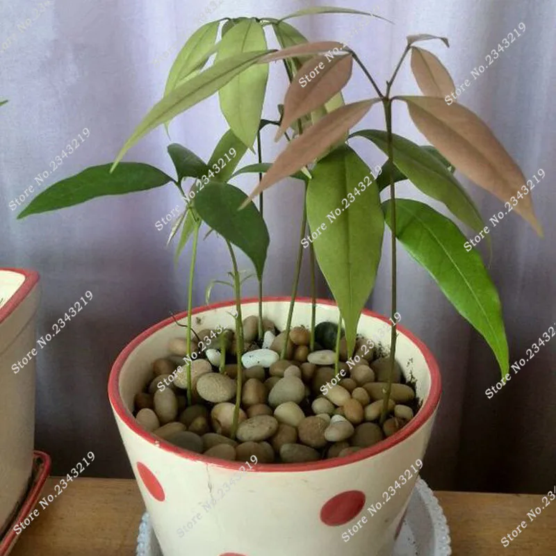 compare prices on office desk plants- online shopping/buy low compare prices on office desk plants- online shopping/buy low
