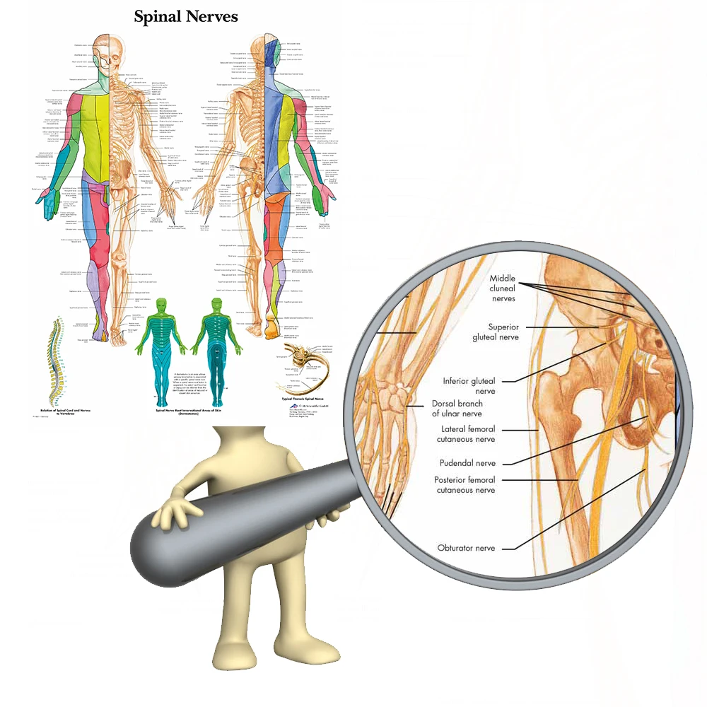 WANGART спинальные нервы чар плакат карта холст картина настенные картины для медицинского образования доктора офис класс домашний декор