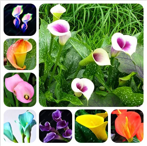 

100 Pieces Calla Lily Bonsai Room Flower Calla Lily Aethiopica Outdoor and Indoor Indoor Potted Plant Home Garden Potted Plant W