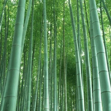 A Package 60 Pieces Seeds Fresh Giant Moso Bamboo Seeds for DIY Home Garden Plant