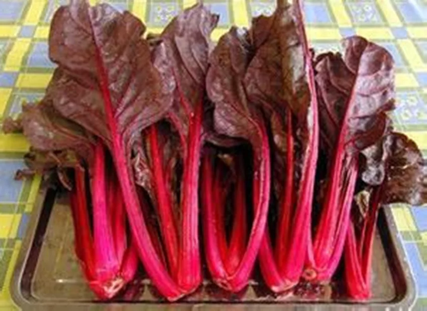 Red spinach Seeds 100 pcs Best Seeds Online Free Shipping Worldwide
