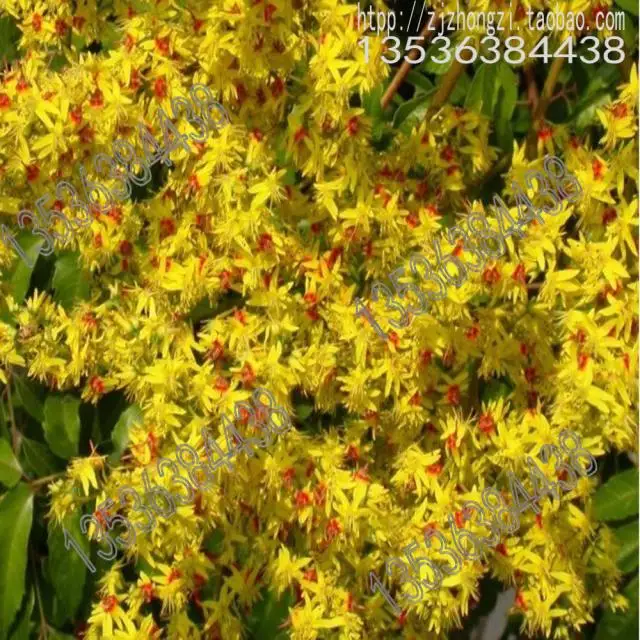 

National Taiwan Luan tree bonsai Moneymaker professional wholesale green bonsailings flower bonsais 3pcs