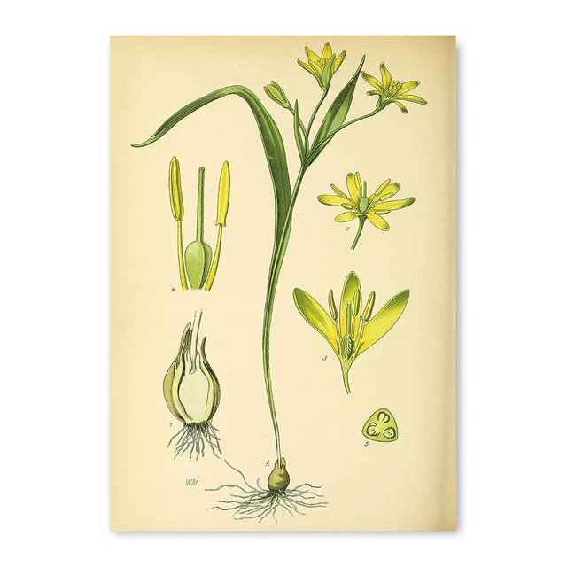 Modern-wall-art-picture-canvas-poster-and-print-Vintage-Botanical-illustrations-floral-murals-living-room-decor.jpg_640x640 (2)