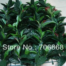 Искусственные фотиния хедж биколор самшита мат