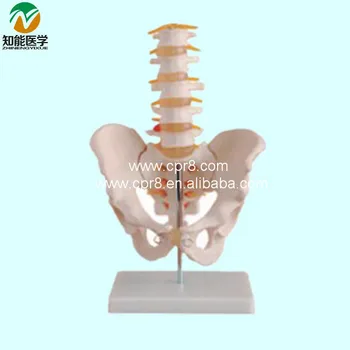

Life-Size Pelvis Model With 5 lumbar Vertebra BIX-A1022 G141