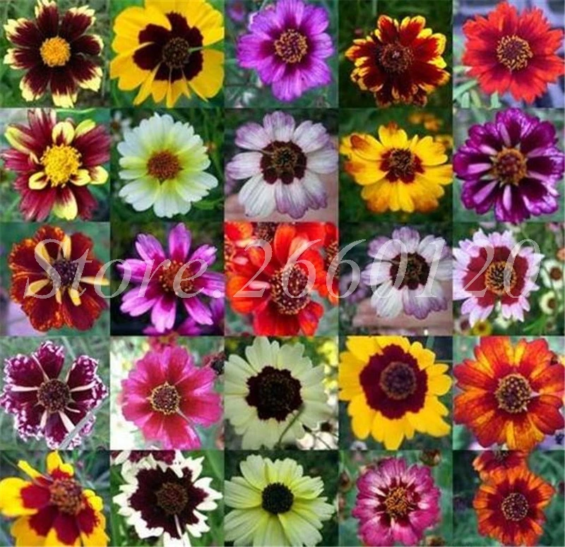 

500 pcs/ bag Rare Coreopsis Plants Cosmos Bonsai Bipinnatus Plantas Outdoor Potted Chrysanthemum Flower for Home Garden Planting