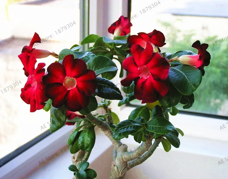 5 шт. высокое качество пустынная Роза Флорес Adenium Obesum plantas цветочный горшок бонсай Плант для домашнего сада растения - Цвет: 16