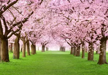 

Custom 3D Photo Wallpaper Cherry Blossom Tree Wall Mural Living Room Bedroom Vinyl Mural Waterproof Wallpaper Home Decor