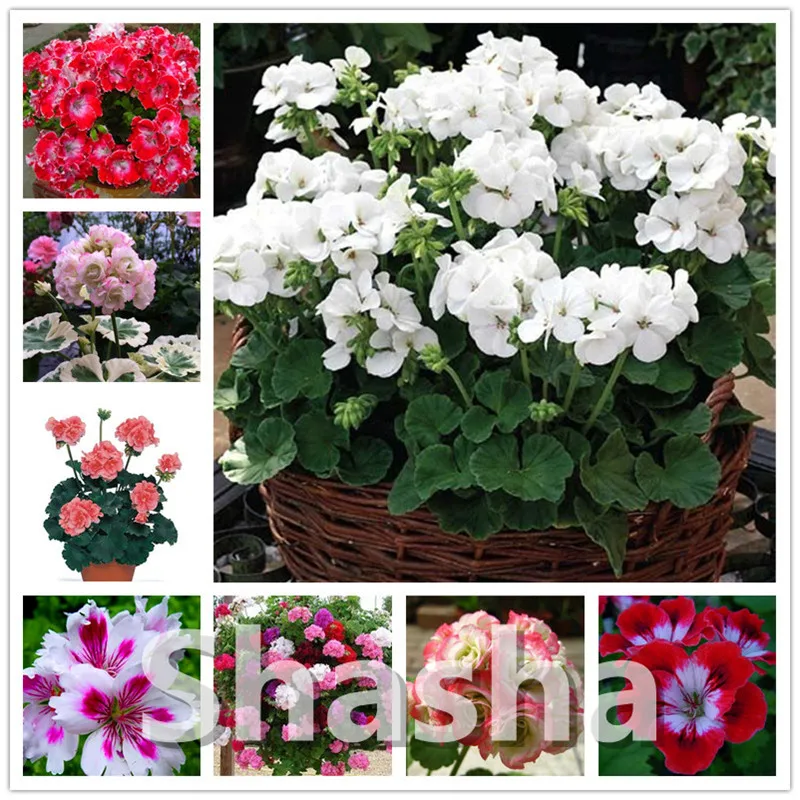 

150 Pcs Rare True Geranium bonsai Mixed Color Flower Potted Balcony Planting Seasons Pelargonium Potted bonsai For Indoor garden