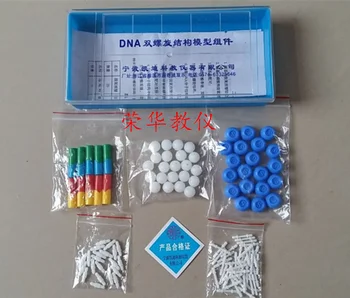 

DNA Double Helix Model Component High School Biology Experimental Equipment DNA structure model