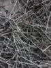 Rectificador de diodo mixto, diodo Zener, paquete de componentes electrónicos mezclados, 100g ► Foto 1/2