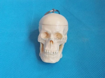 

Mini Female anatomy Human skull model skeleton throat anatomical Anatomy Skull Sculpture Head body model Muscle Bone Artist