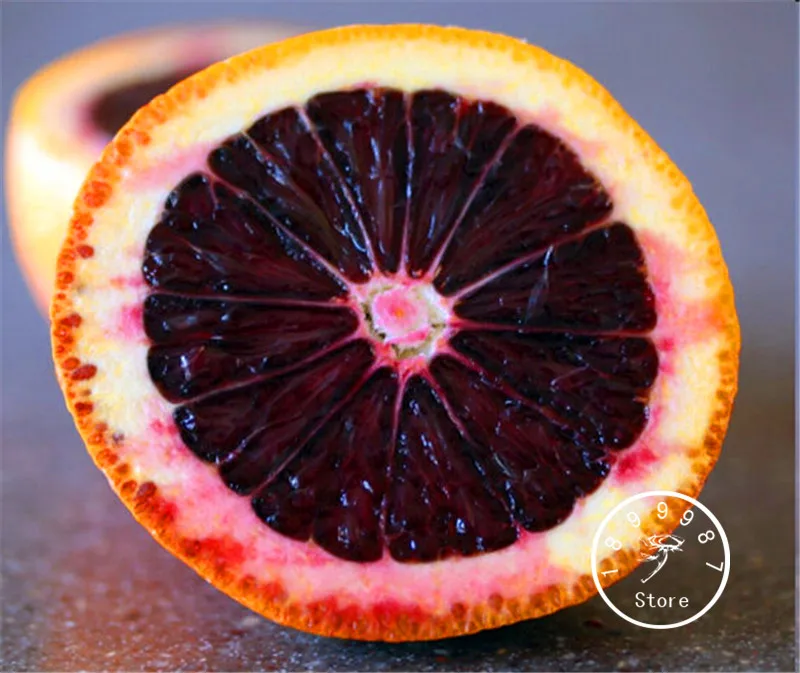 

10 Pieces/Bag Hot Sale! Fresh Rare MORO BLOOD orange Red Blood Orange garden bonsai fruit tree Plants