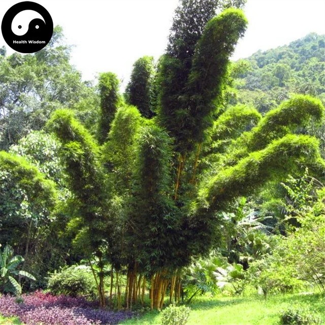 Buy Fernleaf Bamboo Tree Semente 30pcs Plant Chinese Bamboo For Bamboo