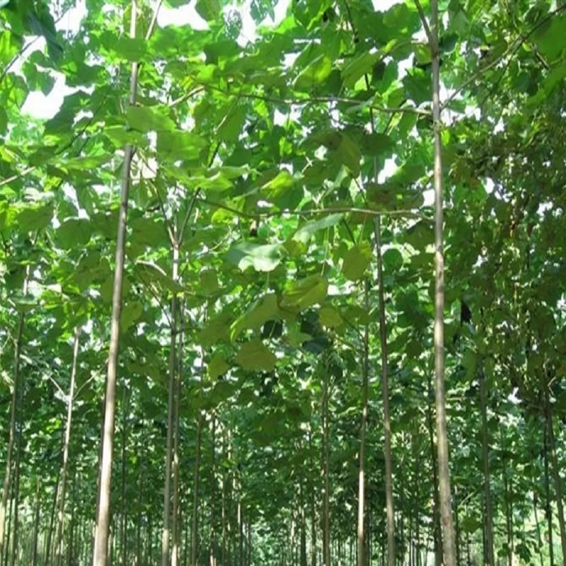 online get cheap fast growing trees aliexpress com alibaba group online get cheap fast growing trees aliexpress com alibaba group