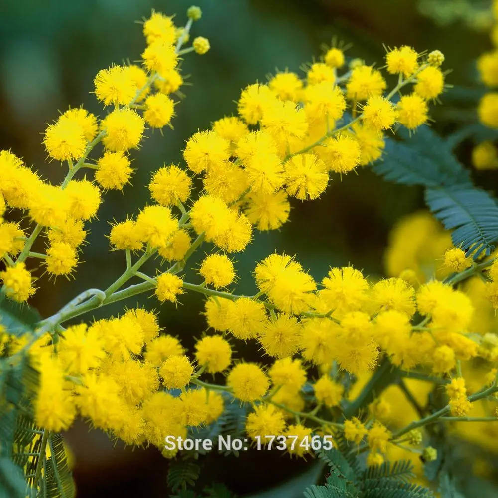 

Real 20pcs Mimosa pudica,Sensitive Plant bonsai plant home garden free shipping