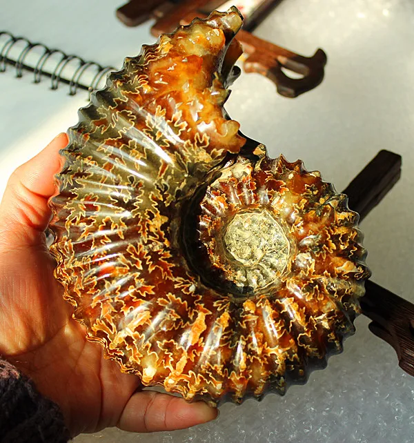 

600-800g NATURAL Polished "Goat Horn" Fossil Ammonite Douvilleiceras Madagascar