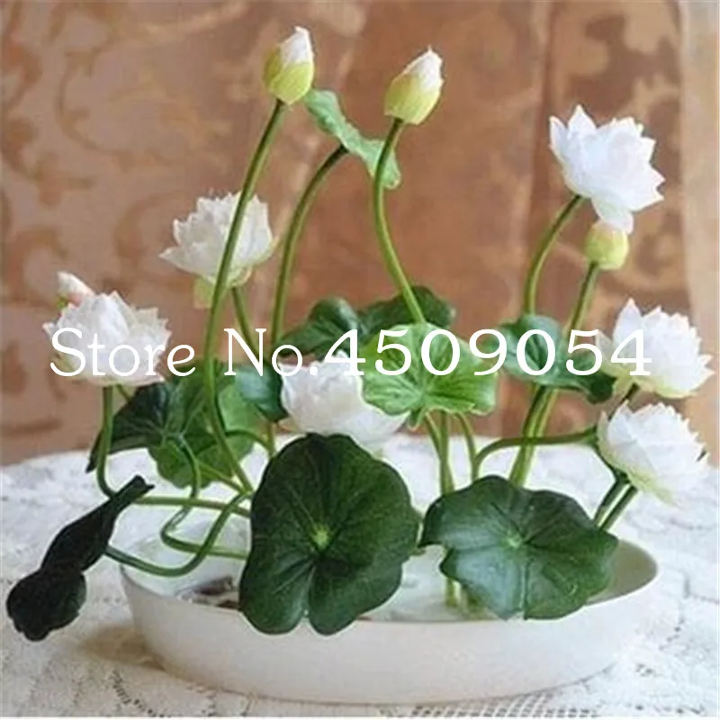 Sale 10 Pcs Mini Bowl lotus Bonsai Hydroponic Plants Aquatic Plants Seedsflower Pot Lotus Water Lily plant Bonsai Garden decor