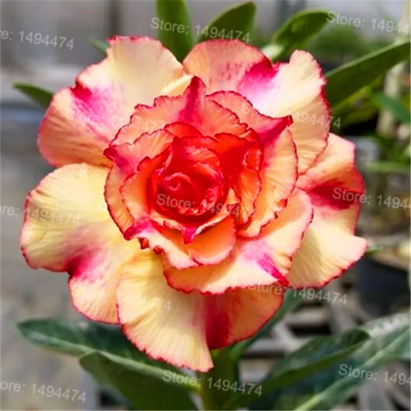 Genuine Desert Rose Plantas rare Adenium Obesum flower Plants 4 pcs Flower Bonsai floresling Air Purification for Home Garden Genuine Desert Rose Plantas rare Adenium Obesum flower Plants 4 pcs Flower Bonsai floresling Air Purification for Home Garden