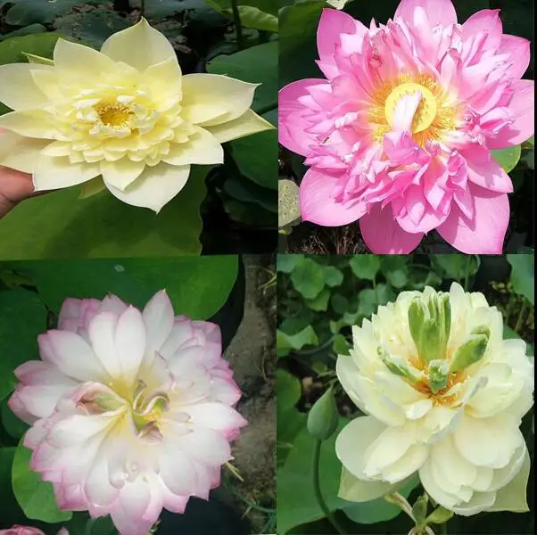 

10 Pcs bowl China lotus Water Lily Aquatic Hydroponic Rare flower bonsai Home Garden DIY Floating Pond Aquarium Lotus