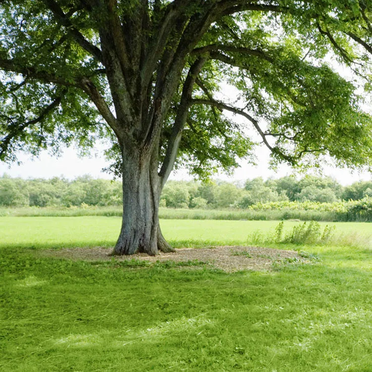 

Custom 3D Photo Wallpaper Trees Woods Wallpaper Natural landscape Wall Murals Kids Bedroom Corridor Room decor Home Decoration