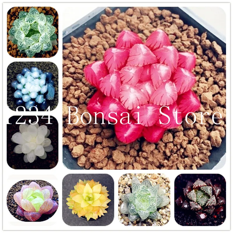 

Sale!200 Pcs Indoor Office Desktop Bonsai Yulu Pseudotruncatella Living Stone Lithops Succulent Bonsai Anti-Radiation Purify Air