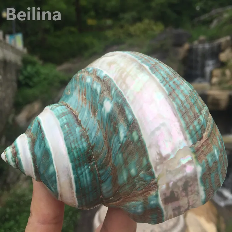

Beilina Polishing Stripe Green Turban Natural shell Conch Fish Tank Aquarium Landscaping Home Decoraition Decor Gift