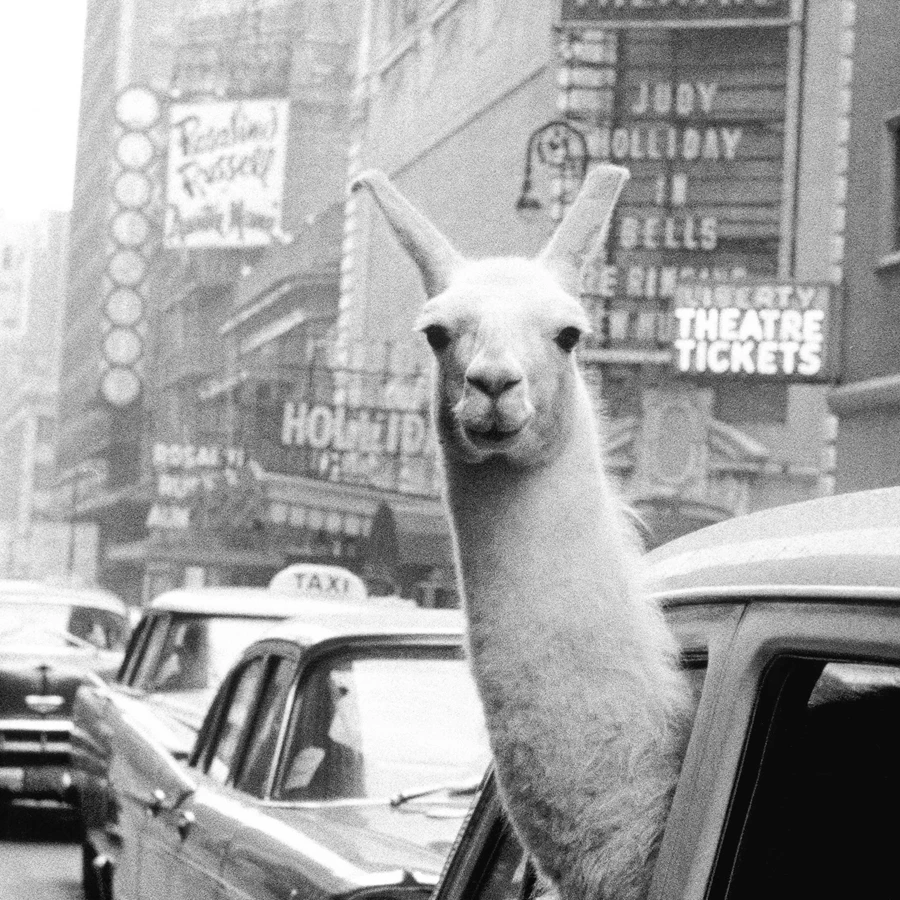 Винтажный принт ламы плакат Нью-Йорк фото картина, лама в такси на Таймс Сквер холст печать плакат ретро стены Искусство домашний декор