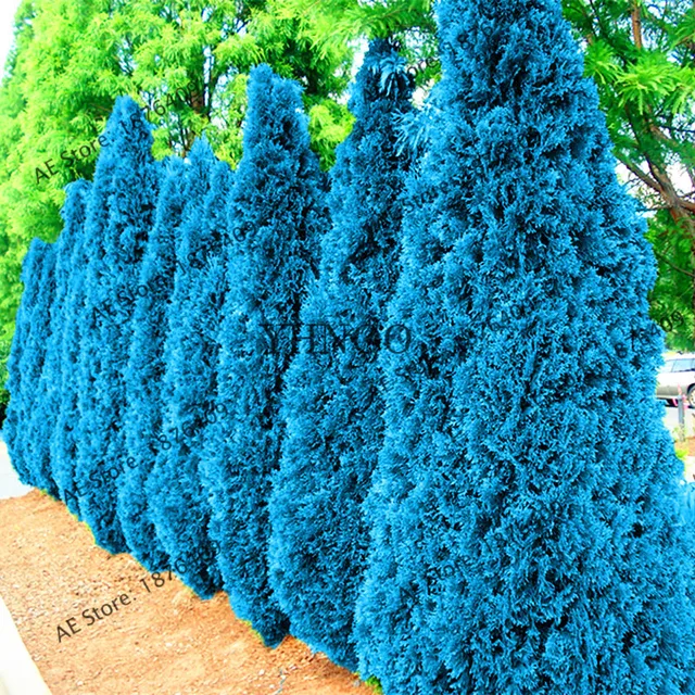 Chinese Arborvitae Blue Cypress Conifer Garden Plant Home Pcsbag - Best