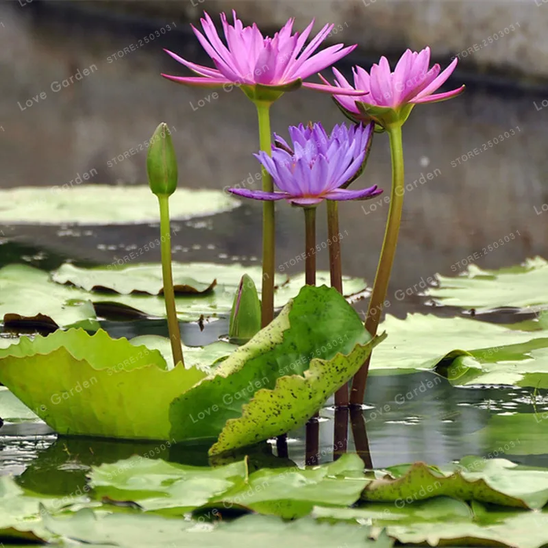 5 Pcs Nymphaea Bonsai Lotus Bonsai Nymphaea Caerulea Asian Water Lily Pad Flower Pond Bonsai Garden Decoration Plant 5 Pcs Nymphaea Bonsai Lotus Bonsai Nymphaea Caerulea Asian Water Lily Pad Flower Pond Bonsai Garden Decoration Plant