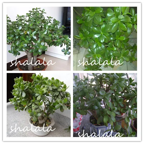 

2019 New Arrival!Swallow Palm Bonsai Fresh Rare Jade plant Bonsai bonsai Succulent Flower Bonsai Easy Care Plant 100PCS