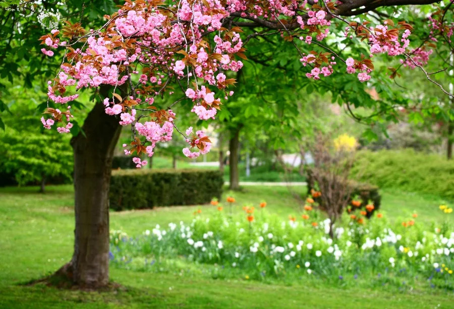 

Laeacco Spring Park Tree Blooming Flowers Grassland Photography Background Customized Photographic Backdrop For Photo Studio