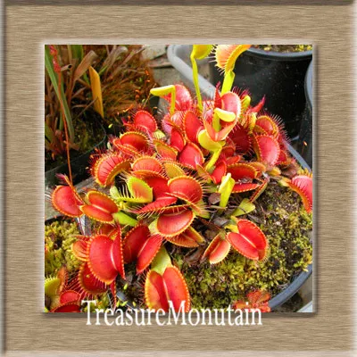 200PCS Dionaea Muscipula Seeds Venus Flytrap Plant Home Garden Insectivorous Hot