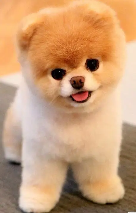 

new arrival 5d diamond painting full drill square Diamond"Cute puppy" Cross Stitch Rhinestone Mosaic Painting deco maison