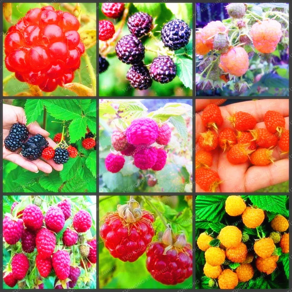 

100% High Quality Raspberry Bonsai Mixed Colors Rare Bonsai Delicious Fruit Bonsai For Flower Pots Easy To Grow 100 Pcs