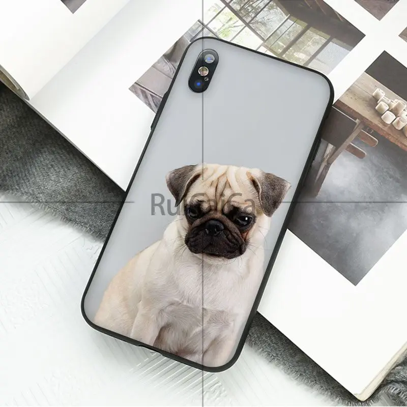 Animal cute pug